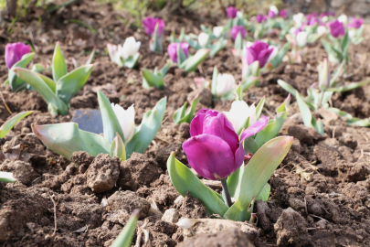 Bursa Osmangazi’nin her bir noktası çiçek açtı