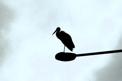 Göç yolundaki leylekler Bilecik'te mola verdi