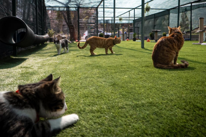 TBMM, yerleşkesindeki kedilere sahip çıktı