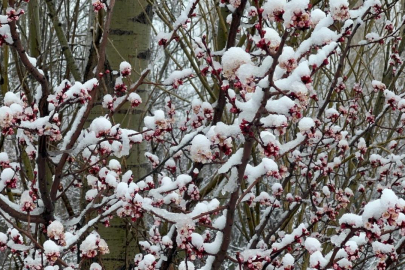 Badem ve kayısı çiçekleri karla kaplandı