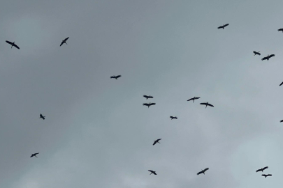 "Bolluk" müjdecisi leylek sürüsü Bursa semalarında görüldü!