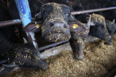 Türkiye'nin yeni manda ırkı Murana süt verimi ile dikkat çekiyor