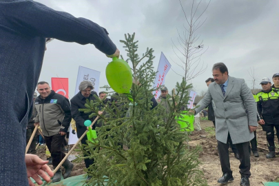 Bursa'da 2 yıl önce yanan 80 hektarlık alan ağaçlandırıldı