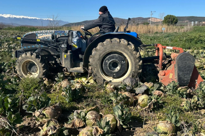 Bursa'da beyaz lahanada ne çiftçi kazandı ne de tüketici ucuza yedi