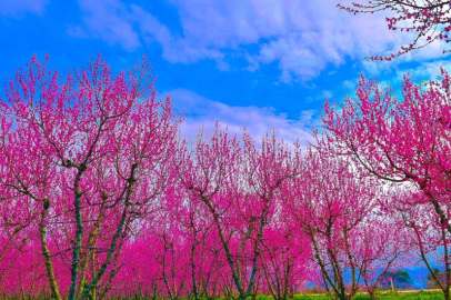 İznik Ovası'nda bahar şöleni! Bursa'da kartpostallık görüntüler oluştu...