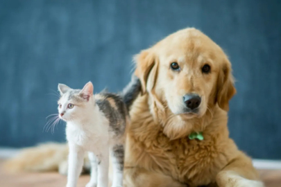 O ülkede evcil hayvanı hasta olan kişiler ücretli izin alabilecek