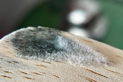 En zararlı ev eşyası açıklandı! Her evde bulunuyor...