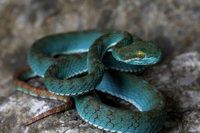 Kamboçya’da keşfedilmemiş mağaralarda yeni canlı türleri bulundu