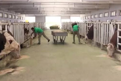 Malatya TİGEM'de şap hastalığı; bölge karantinada