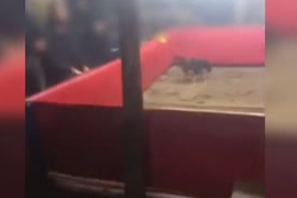 Muş'ta horoz dövüştüren 23 kişiye para cezası verildi