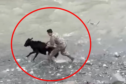 Siirt'te sahibinden kaçan buzağıyı polis memuru yakaladı