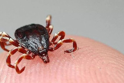 Uzmanından 'kene' uyarısı: Popülasyonunu artırabilir!