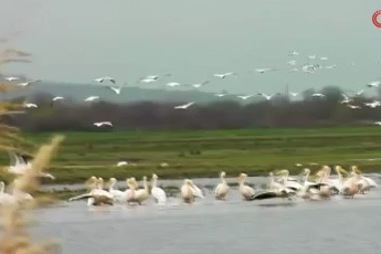 Bursa'da göç yolundaki pelikan sürüsü Boğazköy Barajı'nda görüntülendi