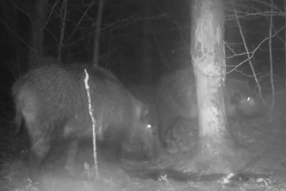 Düzce'nin İlginç hobisi ile yaban hayatı fotokapanla izliyor