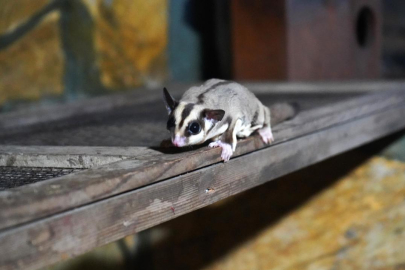 Kaçak bakılan 33 'uçan sincap' rehabilitasyona alındı