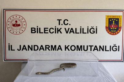 Kaçan piton Bursa'ya teslim edilecek