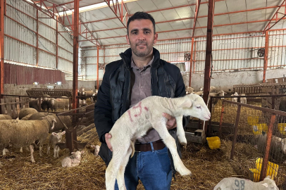 1 milyonluk şampiyon koçun kuzularına Bursa’dan yoğun talep!