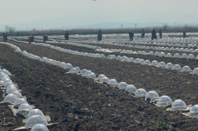 Bursa Karacabey Ovası'nda turfanda karpuz ekimi başladı