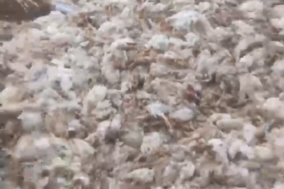 Mersin Tarsus'ta ölü tavuklar ormana atıldı