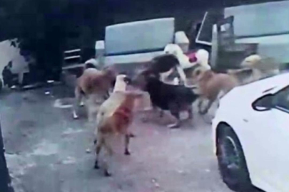 Adana'da başıboş köpeklerin saldırdığı gebe kedi öldü