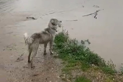 Bursa'da sağanak nedeniyle büyükbaş hayvanlar çiftlikte mahsur kaldı