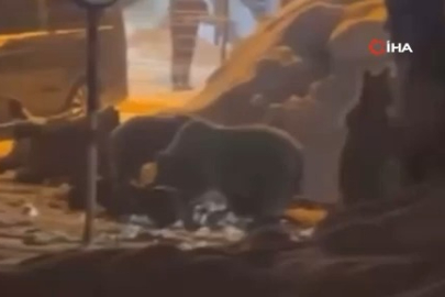 Bursa Uludağ'da kış uykusundan uyanan ayı ailesi yemek için Sarıalan'a indi