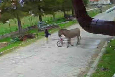 Eşek, 5 yaşındaki çocuğu tekmeleyerek ısırdı