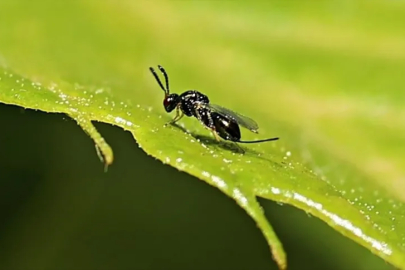 10 bin avcı böceğe kamu görevi!