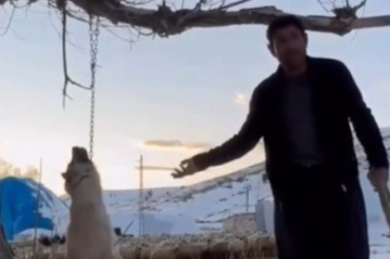 Kayseri'de köpeği zincirle ağaca asarak öldüren şahıs gözaltına alındı