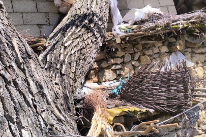 Van Çatak’ta ceviz ağacı ahırın üzerine devrildi