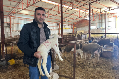 57 yıldır safkan damızlık Bursa Karacabey merinosu yetiştiriyorlar