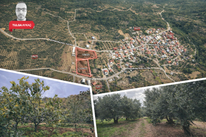 Bursa'da borca battı, icralık oldu! 25 milyon liralık dev satış: Ev, tarla, zeytinlik ve incir bahçeleri...