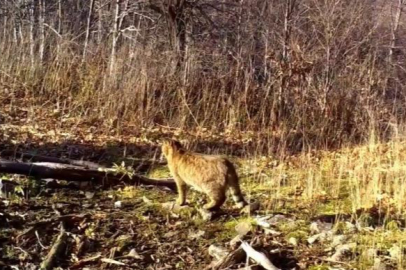 Bursa'da yaban kedisi kameraya yansıdı