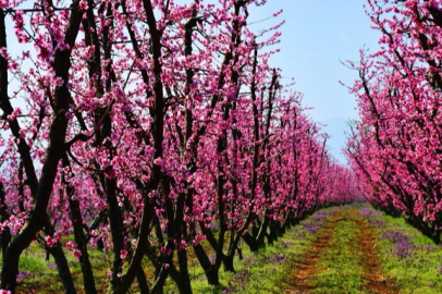 Bursa İznik çiçek bahçesine büründü