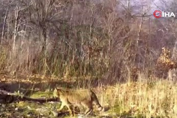 Bursa'da yaban kedisi kameraya yansıdı