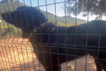 Antalya'da dövüş köpeği üretip yavruların kulaklarını kesen işletmeye 323 bin TL ceza