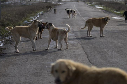 İstanbul'daki sokak hayvanları için yeni karar! Valilik Mayıs sonuna kadar süre verdi