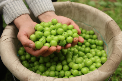 Turfanda can eriği Avrupa ülkelerine ihraç ediliyor