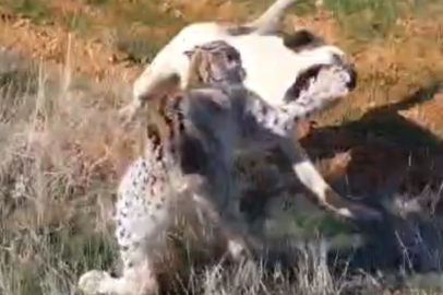 Malatya'da vaşak-köpek kavgası kamerada