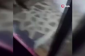 Bursa Uludağ’da ayı ailesi paniğe neden oldu