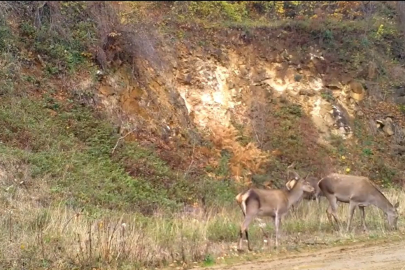 Bursa'da ormandaki kızılgeyik sürüsü fotokapanla görüntülendi