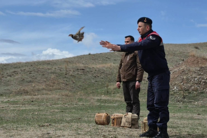Kars’ta kaçak avcılara darbe: 51 canlı keklik doğaya kazandırıldı