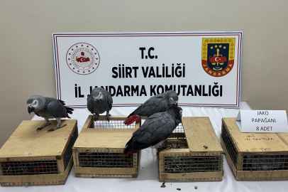 Siirt’te 8 jako papağan ele geçirildi