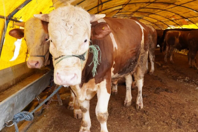 Kurbanlık fiyatları cep yakacak!