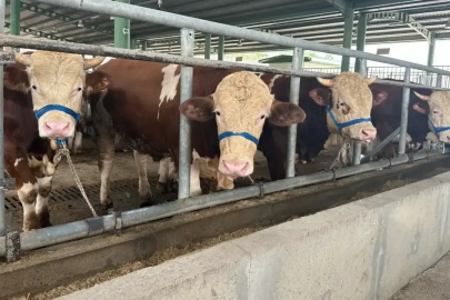 Kurbanlıkta fiyat farkı büyüyor