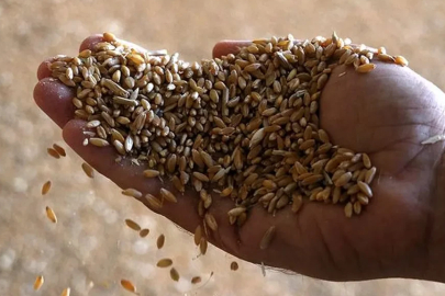 Rekabet Kurumu'ndan tohum şirketlerine 189 milyon lira ceza