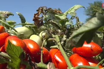 Bursa Karacabey'de salçalık domates ekiminde "serbest"in fazla olması bekleniyor