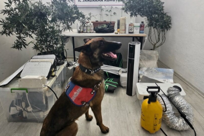 Kayseri'de yasadışı kenevir eken şahıs yakalandı