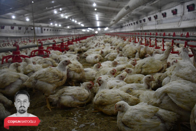 Bursa’da dev tavuk çiftliği projesine onay! 5.6 milyonluk tesis kurulacak...