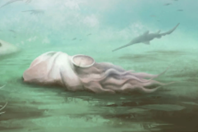 Dünyanın 'en yaşlı ahtapotu' aslında bir ahtapot değilmiş